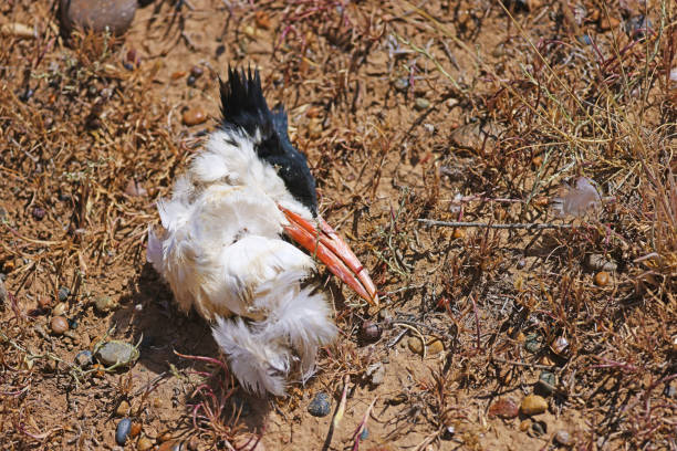 Royal tern (Thalasseus maximus) head abandoned on the ground by a predator