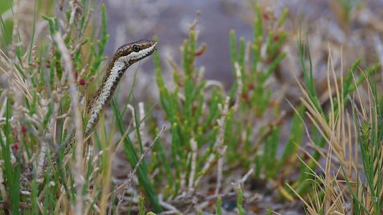Argentinian snake (Mousehole snake) in the grass