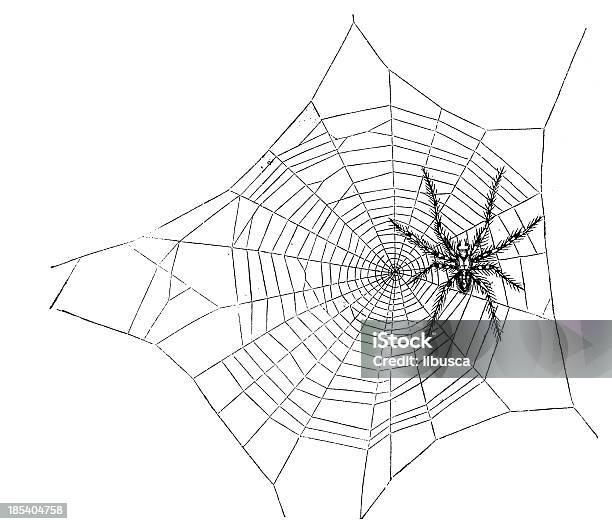 Epeira 지아데마 웹 일러스트레이션에 대한 스톡 벡터 아트 및 기타 이미지 - 일러스트레이션, 거미, 거미줄