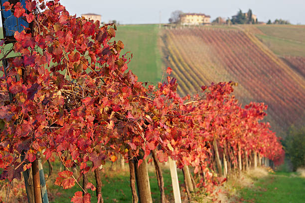 végétation luxuriante à lambrusco vineyard.  castelvetro de modena.  l'italie - lambrusco photos et images de collection
