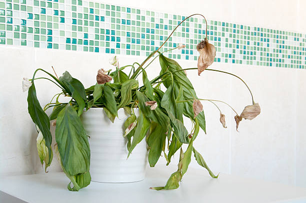 dead plant spathiphyllum-peace lily - abgestorbene pflanze stock-fotos und bilder