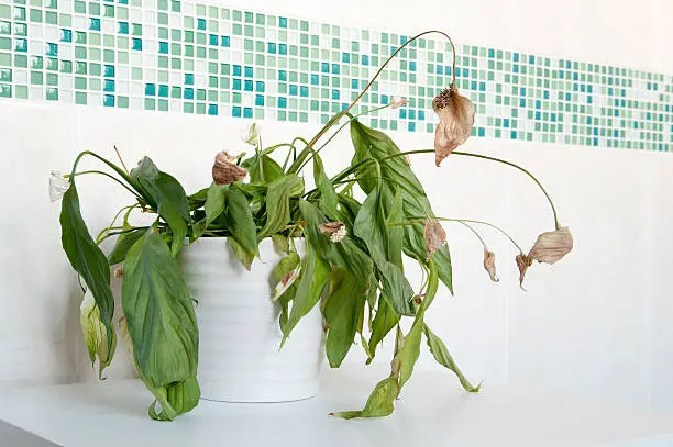 An example of a house plant that has not had enough water.Almost dead spathiphyllum (Peace Lily) in white ceramic pot in front of mosaics of green and plain cream ceramic wall tiles. Focus is on centre of plant with depth of field blur.