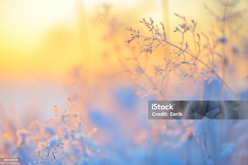 Givre couvert herbe - Photo de Hiver libre de droits