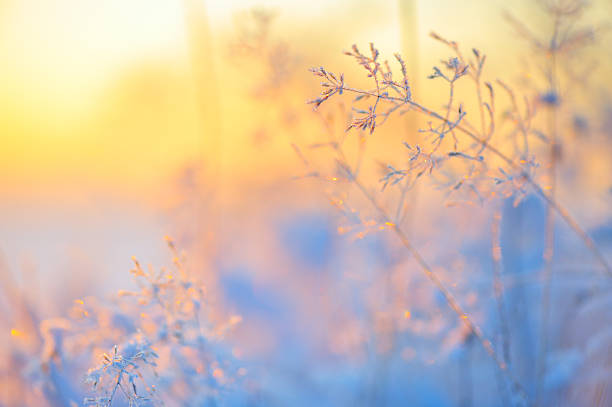 Frost covered grass stock photo