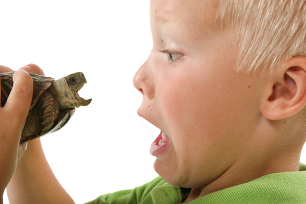 Turtle surpreendente criança - foto de acervo