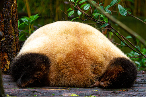 Giant Panda is resting on a platform made of trees in Chengdu,China.