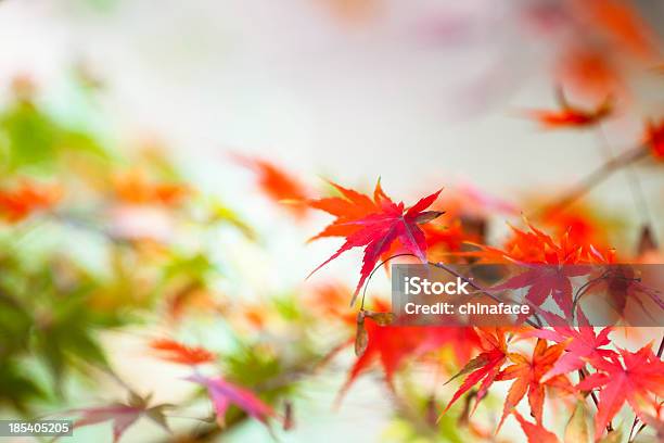 Herbstmuster Stockfoto und mehr Bilder von Abstrakt - Abstrakt, Ahorn, Ahornblatt