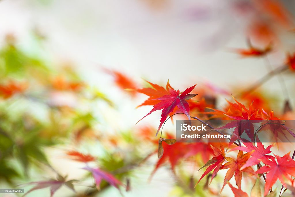 Foglie d'autunno - Foto stock royalty-free di Acero