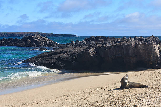 istock Galapagos: Sea Lion on Beach, Genovese Island 185405242