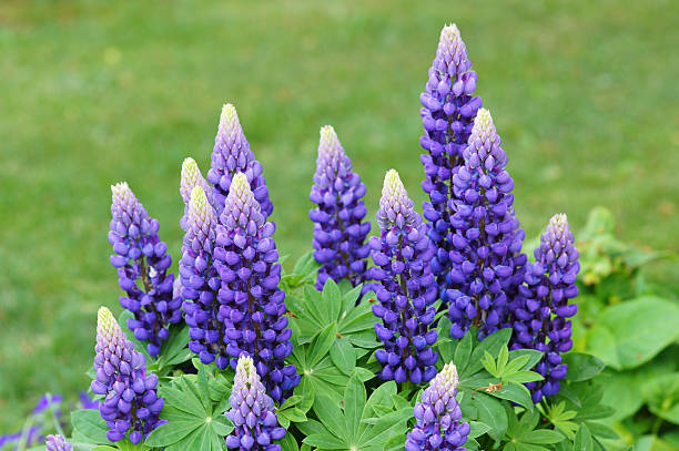 istock Purple lupins 185405460