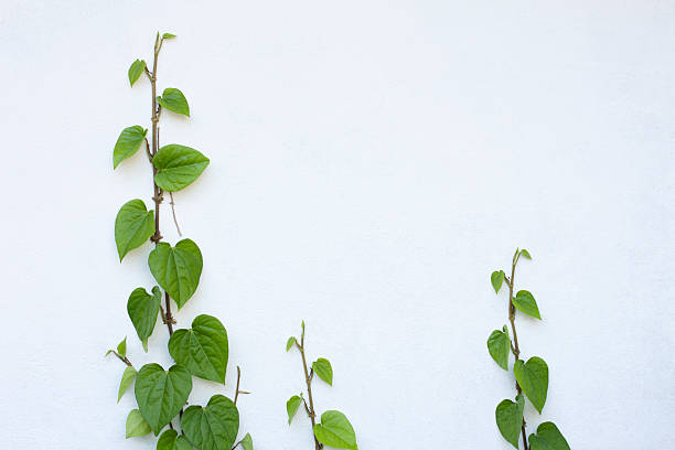 istock Pretty creeper climbing up a white painted wall. 185405767