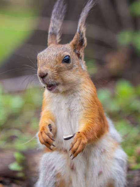 istock Squirrel sitting in green grass. Eurasian Red squirrel sitting in grass against bright green background 1854058178
