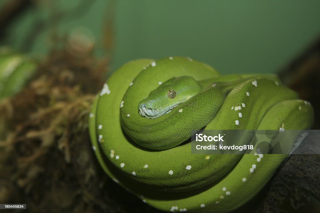 Serpente Verde da Árvore - Foto de stock de Animal royalty-free