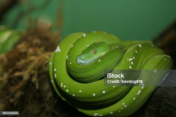 Foto de Serpente Verde Da Árvore e mais fotos de stock de Animal - Animal, Cobra, Espiral