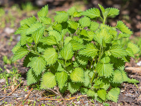 The nettle, Urtica dioica, with green leaves grows in natural thickets. Medicinal wild plant nettle. Nettle grass with fluffy green leaves. Nettle herb grows in the ground.
