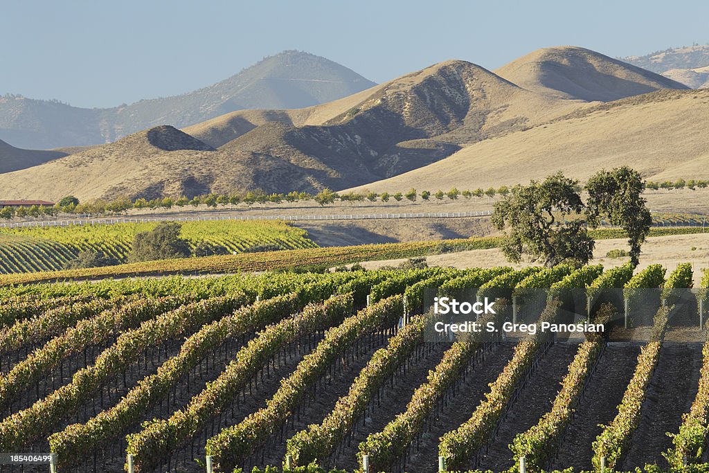 Вино Страна живописным - Стоковые фото Санта-Инес роялти-фри