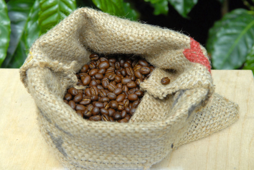 A sack of roasted coffee beans with coffee plant in the background