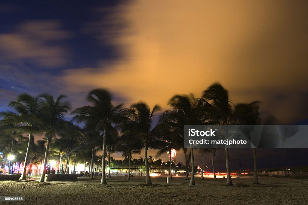 Palms am Abend - Lizenzfrei Baum Stock-Foto