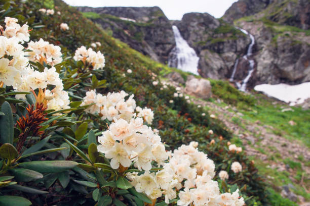 Rhododendron flowers Rhododendron flowers bloom against the backdrop of a mountain waterfall. caucasus stock pictures, royalty-free photos & images