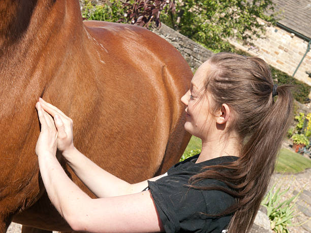 istock Physiotherapy for a horse 185406707