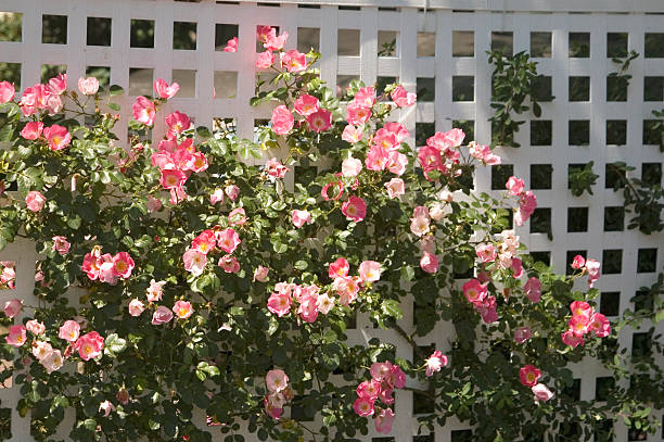Wild roses cling to a white trellis.