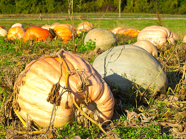 istock Field of pumpkins on a sunny day 185406865
