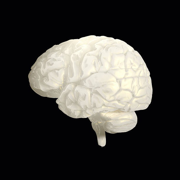 Acquedotto Cerebrale Illustrazioni Foto e Immagini Stock iStock