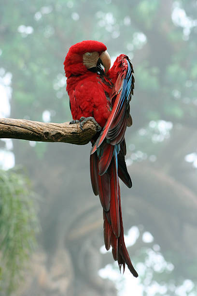 Scarlet Macaw stock photo