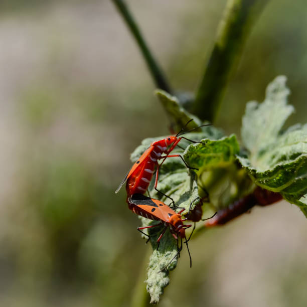 Close capture of Dysdercus cingulatus insect on hand. Red cotton stainer bug on hand. Red cotton stainer. Orange color true bug insect. True bugs. Small Lace Bug of the Family Tingidae.