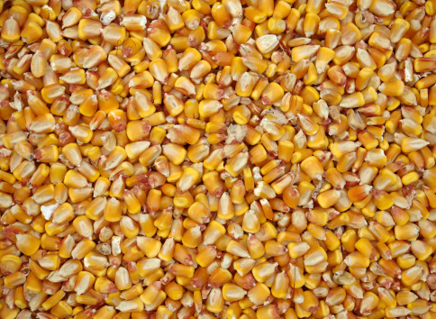 Corn prepared to feed chickens on farm