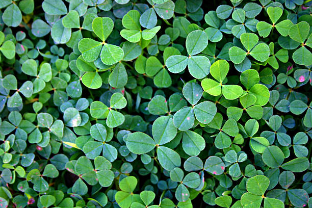 istock bright green clover patch close up from above 185407118