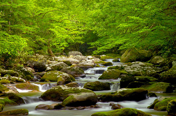 Rocky Stream in Great Smoky Mountains Tremont Area
