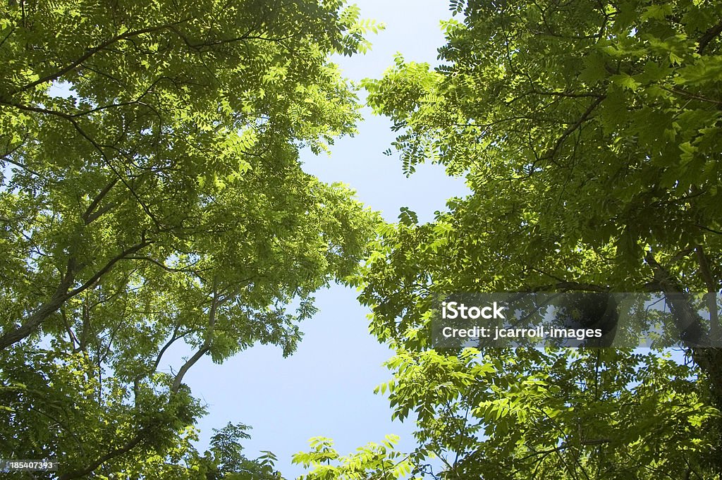 Blick nach oben in den Baumwipfeln. - Lizenzfrei Abstrakt Stock-Foto