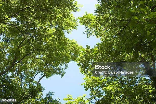 Foto de Olhando Através Das Árvores e mais fotos de stock de Abstrato - Abstrato, Azul, Comportamento