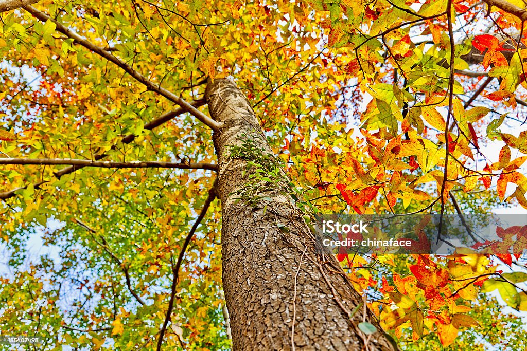 Folhas de Outono - Royalty-free Amarelo Foto de stock