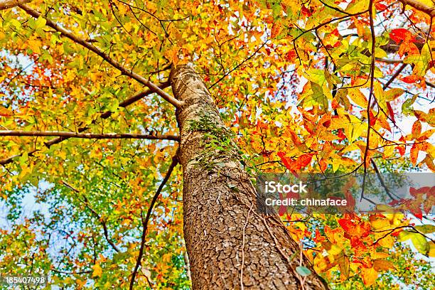 Folhas De Outono - Fotografias de stock e mais imagens de Amarelo - Amarelo, Ao Ar Livre, Arbusto