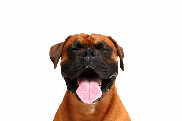 perro's face - boxer perro fotografías e imágenes de stock