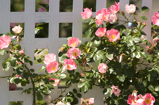 Pink wild roses (rugosa) rest against a white trellis.