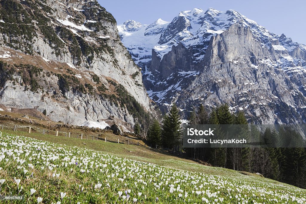 Frühling crocus meadow. - Lizenzfrei Alpen Stock-Foto