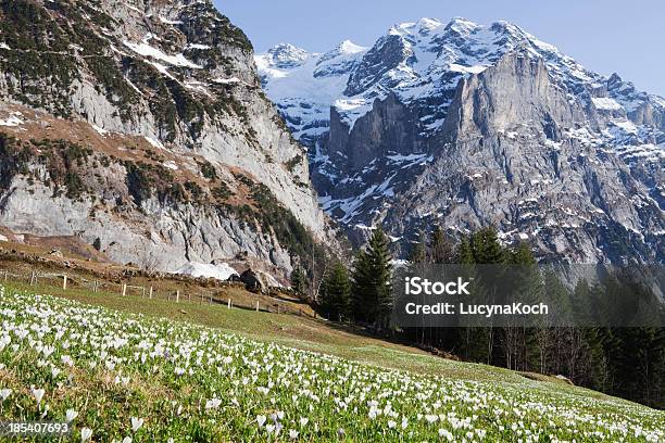 Frühling Crocus Meadow Stockfoto und mehr Bilder von Alpen - Alpen, Berg, Berggipfel