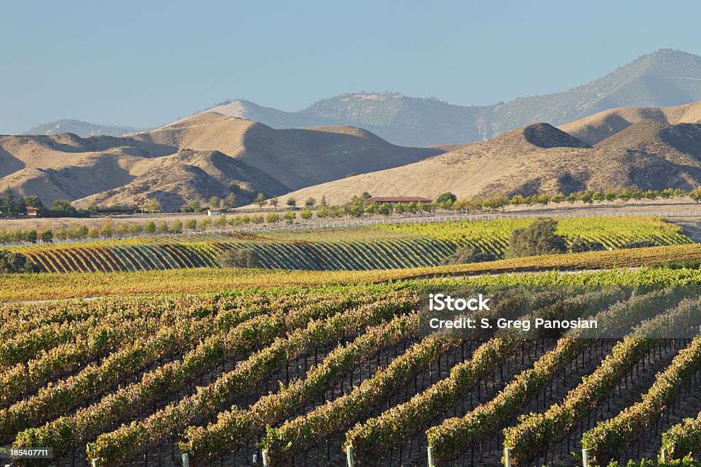 Wine Country pittoresques - Photo de Californie libre de droits