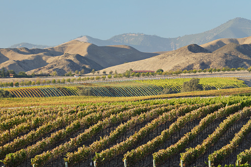 Wine country scenic (Santa Ynez, California).