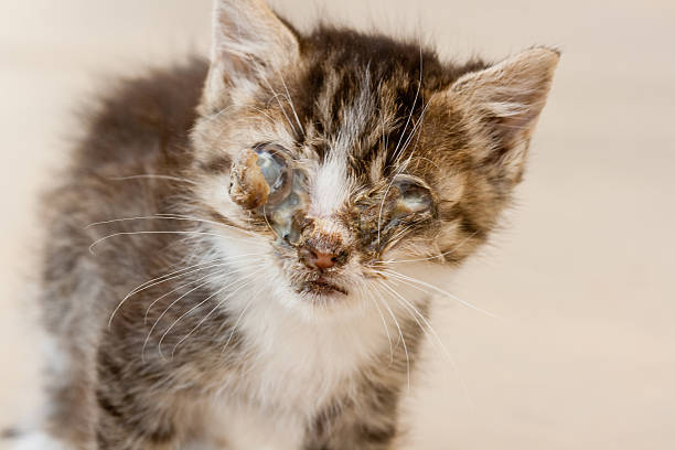 Sick Kitten With Eye Disease Stock Photo - Download Image Now
