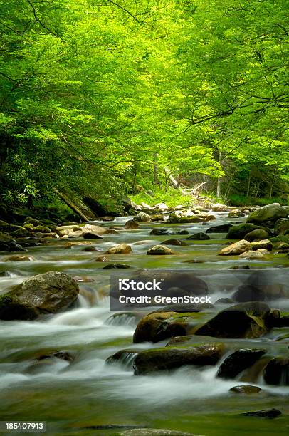 Wunderschöne Stream In Der Great Smoky Mountains In Tremont Stockfoto und mehr Bilder von Great Smoky Mountains