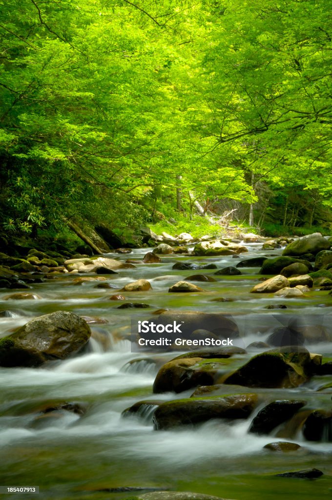Bela Stream do Great Smoky Mountains no Tremont - Foto de stock de Montanhas Great Smoky royalty-free