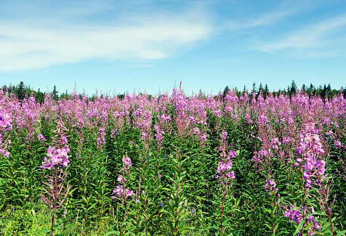 Field of blooming fireweed  in Alaska,USA.