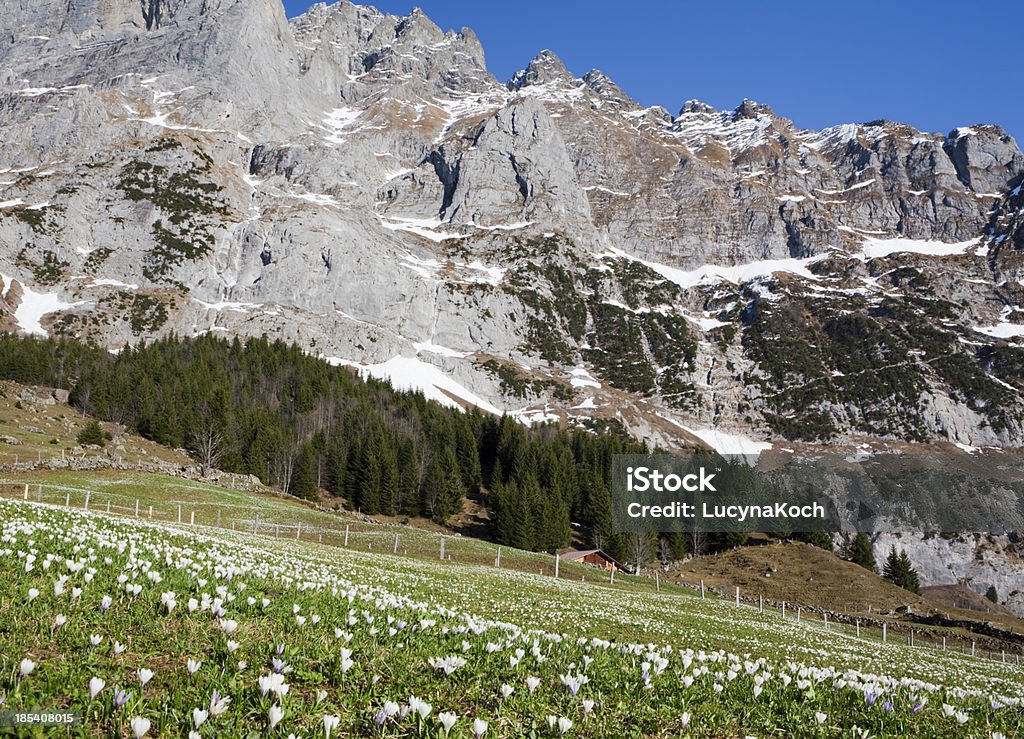 Frühling crocus meadow. - Lizenzfrei Agrarbetrieb Stock-Foto