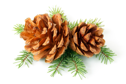 Branch and pine cones on white background