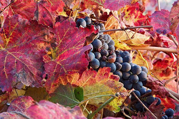 végétation luxuriante à lambrusco vineyard. castelvetro de modena. l'italie. - lambrusco photos et images de collection