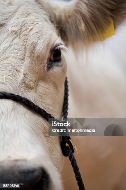 Корова — стоковые фотографии и другие картинки 4-H - 4-H, Food and Drug Administration, Болезнь